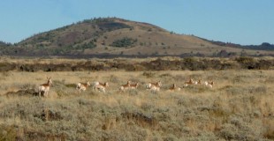 pronghorn_herd_001_craters (unknown)
