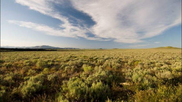 laidlaw_sagebrush_steppe (unknown)